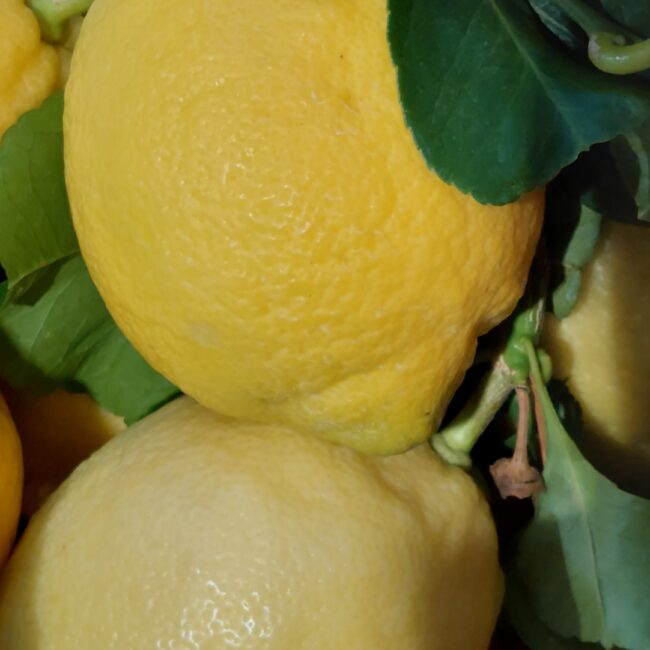 Ricette con limoni